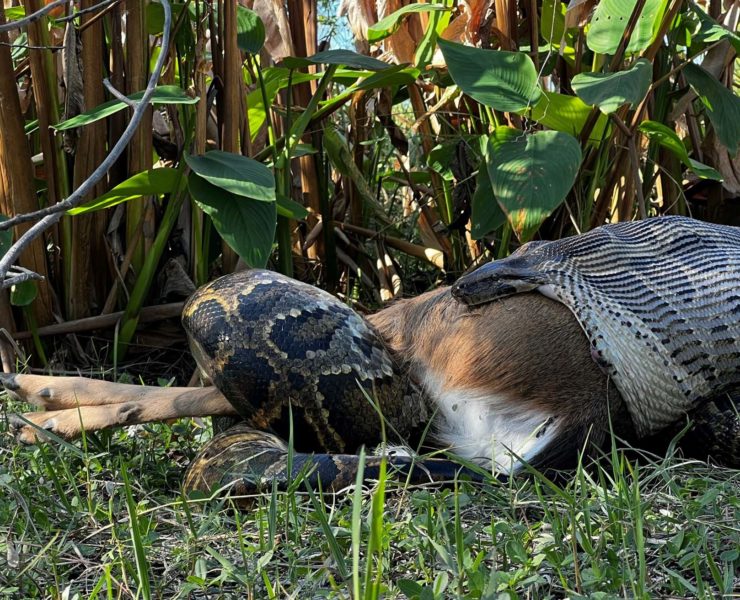 Invasieve Birmese python verwoest natuur in de Everglades: grote afname van inheemse diersoorten