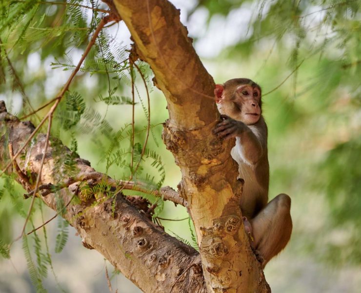 42 apen ontsnapt in Zuid-Carolina zetten dorp op stelten