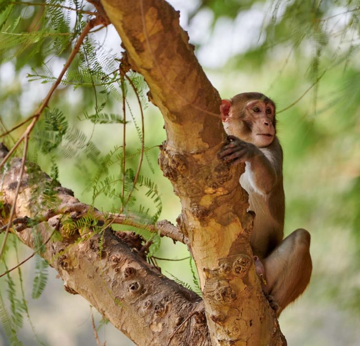 42 apen ontsnapt in Zuid-Carolina zetten dorp op stelten