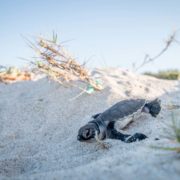 Zeeschildpaddennesten in Florida nemen toe, maar worden getroffen door orkanen