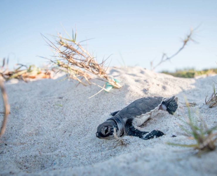 Zeeschildpaddennesten in Florida nemen toe, maar worden getroffen door orkanen